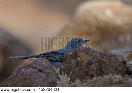 Tenerife Blue Chaffinch Fringilla Teydea. Male Drinking Water. Las Lajas. Vilaflor. Corona Forestal 