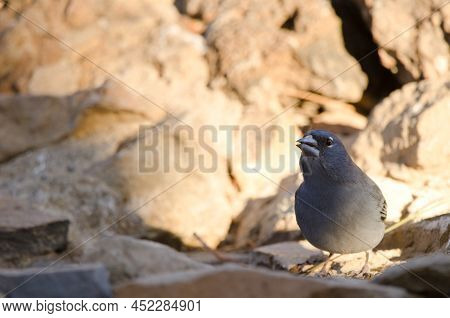 Tenerife Blue Chaffinch Fringilla Teydea. Male Drinking Water. Las Lajas. Vilaflor. Corona Forestal 