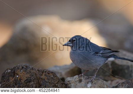 Tenerife Blue Chaffinch Fringilla Teydea. Male. Las Lajas. Vilaflor. Corona Forestal Natural Park. T