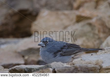 Tenerife Blue Chaffinch Fringilla Teydea. Male Drinking Water. Las Lajas. Vilaflor. Corona Forestal 