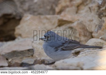 Tenerife Blue Chaffinch Fringilla Teydea. Male Drinking Water. Las Lajas. Vilaflor. Corona Forestal 