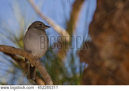 Tenerife Blue Chaffinch Fringilla Teydea. Female. Las Lajas. Vilaflor. Corona Forestal Natural Park.