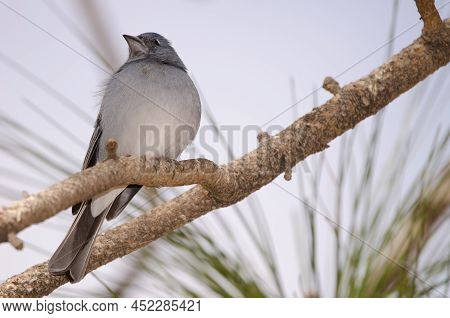 Tenerife Blue Chaffinch Fringilla Teydea. Male. Las Lajas. Vilaflor. Corona Forestal Natural Park. T