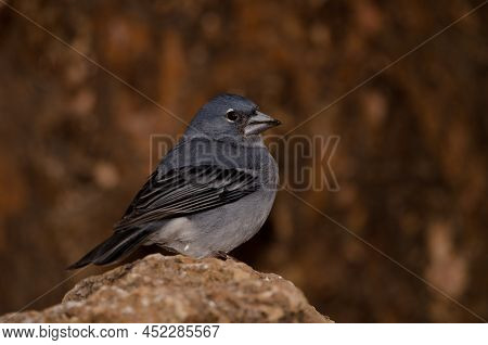 Tenerife Blue Chaffinch Fringilla Teydea. Male. Las Lajas. Vilaflor. Corona Forestal Natural Park. T