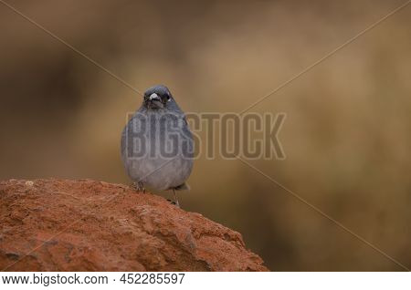 Tenerife Blue Chaffinch Fringilla Teydea. Male. Las Lajas. Vilaflor. Corona Forestal Natural Park. T