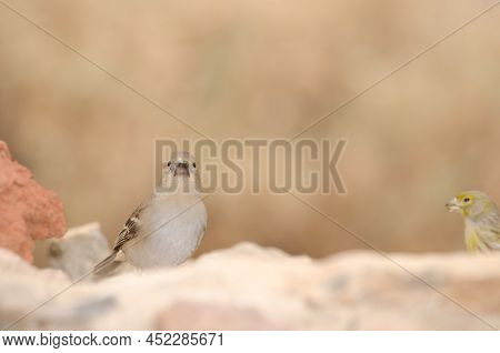 Tenerife Blue Chaffinch Fringilla Teydea. Female Drinking Water And Atlantic Canary In The Backgroun