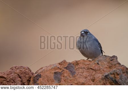 Tenerife Blue Chaffinch Fringilla Teydea. Male. Las Lajas. Vilaflor. Corona Forestal Natural Park. T