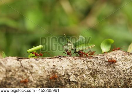 Leaf-cutter Ant, Atta Sp., Adult Carrying Leaf Segment To Anthill, Costa Rica