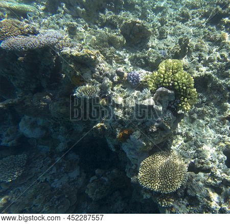 View Of Coral Reef