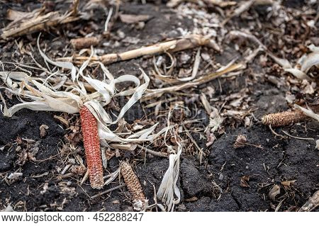 Corn Field After Harvest With Strewn Stover Over Disced Soil.