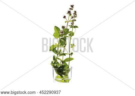Green Plant In A Glass Isolated On White