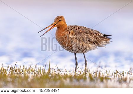 Calling Black-tailed Godwit (limosa Limosa) Resting And Foraging In Shallow Water Of A Wetland Durin