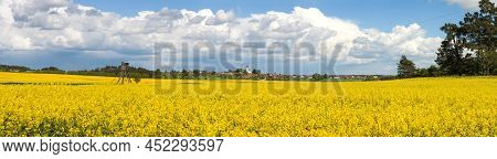 Rapeseed, Canola Or Colza Yellow Field In Latin Brassica Napus With Beautiful Clouds On Sky, Rape Se