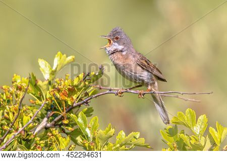 Greater Whitethroat (curruca Communis) Is A Common And Widespread Typical Wwrbler Which Breeds Throu