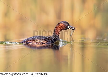 Little Grebe (tachybaptus Ruficollis) Swimming In Water Catching Fish. This Waterfowl Bird Is Member