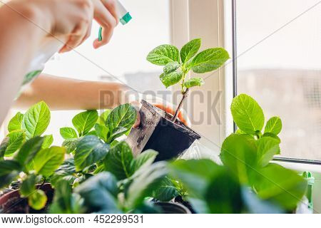 Gardener Spraying Bigleaf Hydrangeas With Water Taking Care Of New Plants. Growing Bushes From Cutti