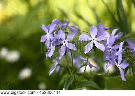 Sunny Day At The End Of Spring. The Phlox Divaricata Plentifully Blossoms In Blue Flowers.