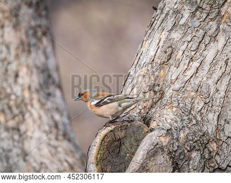 Common Chaffinch, Fringilla Coelebs, Sits On A Tree. Common Chaffinch In Wildlife.