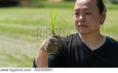 Amateur Asian Man Tests And Tries To Transplant Rice Seedlings In Paddy Rice Field In The Open Sky D