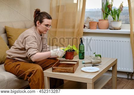 Woman Working In Home Garden, Scindapsus Neon Plant . Transplanting Flowers Into Pots And Replacing 