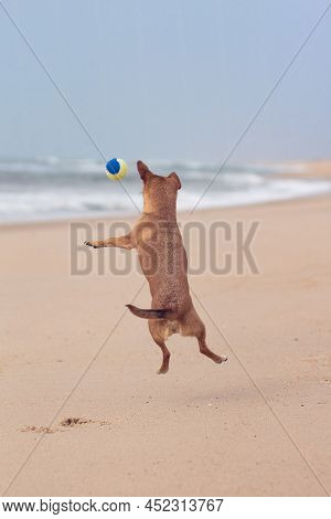 Ack View Of A Brown Playful Dog At The Beach Jumping To Catch A Ball In The Air With The Ocean Blurr