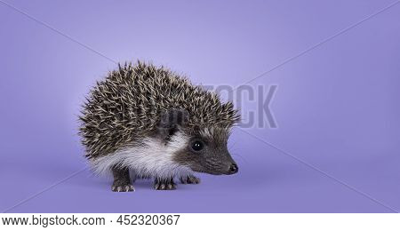 Cute Little Hedgehog Baby. Isolated On A Pastel Purple Lilac Background. Standing Facing Side Ways A