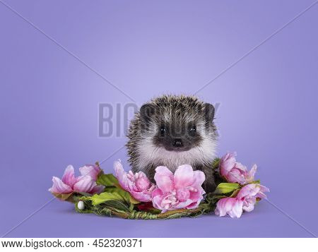 Cute Little Hedgehog Baby. Isolated On A Pastel Purple Lilac Background. Sitting In Pink Fake Flower