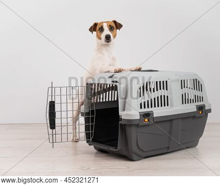 Jack Russell Terrier Dog Put His Paws On A Travel Box.