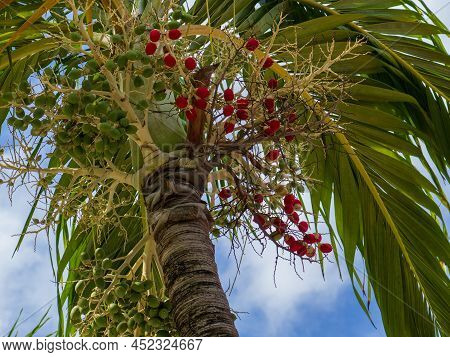 Christmas Palm Adonidia Merrillii With A Cluster Of Red Palm Fruit