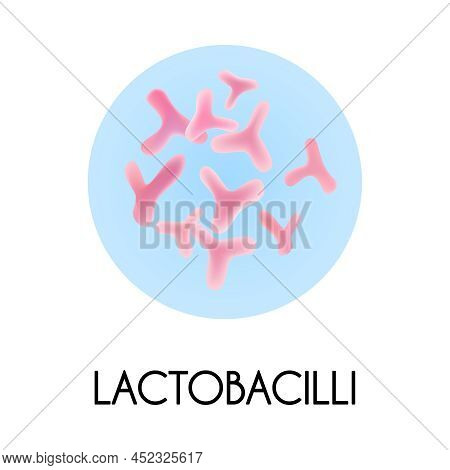 Realistic Human Internal Organs Intestinal Microflora Bacteria With Lactobacilli Image Vector Illust
