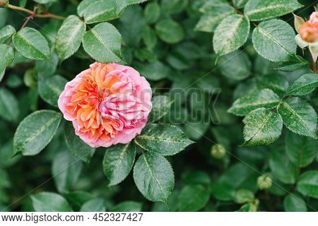Beautiful Flowers Of The Peony-shaped Chippendale Rose In The Garden In Summer