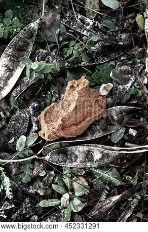 Dry Branches And Leaves Fallen In The Forest Lie On The Ground
