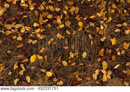 Autumn. Colorful Leaves Lie On The Grass.