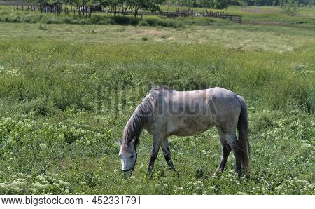 A Beautiful Gray-white Horse On A Green Meadow Eats Grass. Picturesque Rural Landscape. A Big, Stron