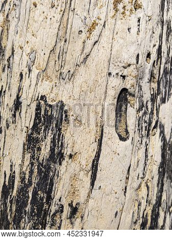 The Surface Of The Old Gray Drift Wood Texture. Empty Template.