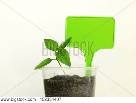 Bell Pepper Seedlings With Gardening Board On A Grey Background. Young Pepper Sprouts In Pots. The C