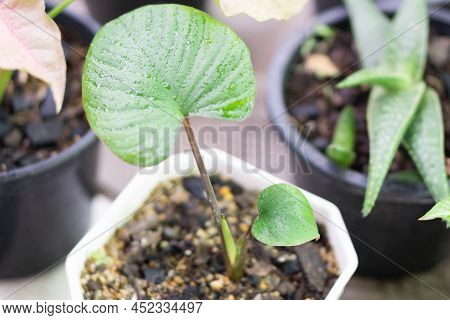 Closeup Homalomena Rubescens Leaves Plant Wit White Pot In Green House, Selective Focus