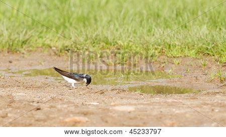 Swallow, Tachycineta Bicolor, Gathering Nesting Material