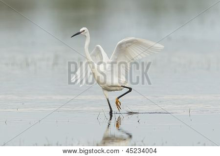 Egretta Garzetta eller lille hvid hejre