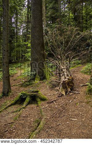 A Fallen Trunk Of Spruse Tree And A Large Spruce Stump In The Forest
