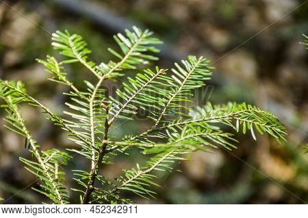 Close-up Branch Of European Silver Fir (abies Alba)