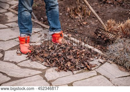 Cropped Farmworker Gathering Old Fallen Autumn Dry Leaves, Foliage And Cleaning Using Rake In Garden