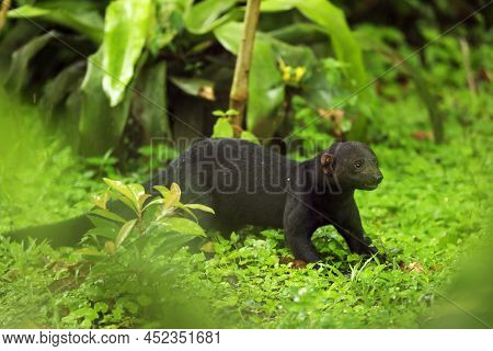 The Tayra (eira Barbara) Is An Omnivorous Animal From The Weasel Family, Native To The Americas. Cos