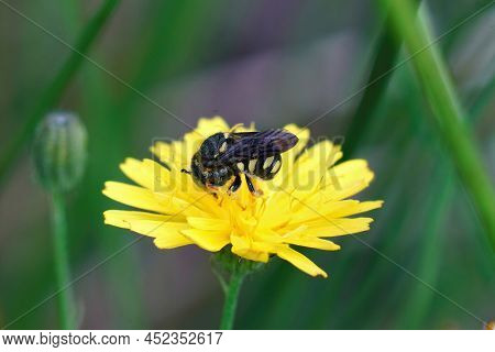 Closeup On A Small European Rotund Resin Bee, Anthidiellum Strigatum, Drinking Nectar Form A Yellow 