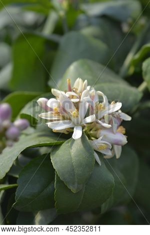 Meyer Lemon Flower Buds In The Spring