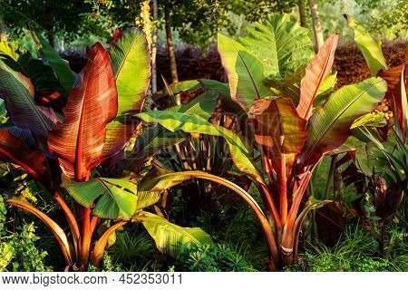 Red Abyssinian Banana Ensete Ventricosum Maurelii Planted In Public Park. Leaves Of A Tropical Plant