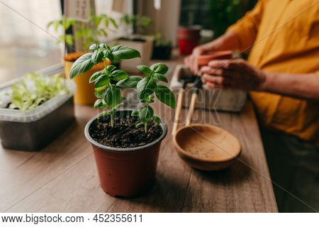 Basil Herb In A Flowerpot Near Woman Planting Seeds