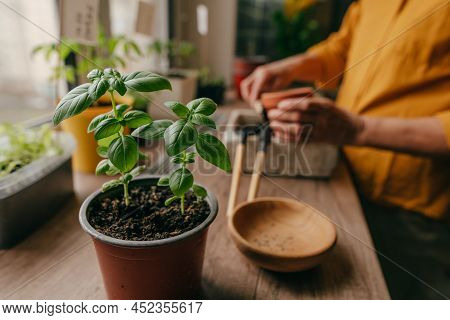 Basil Herb In A Flowerpot Near Woman Planting Seeds