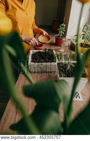 Woman Planting Tomato Seeds In A Flower Pot