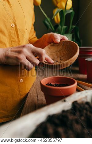 Woman Planting Tomato Seeds In A Flower Pot